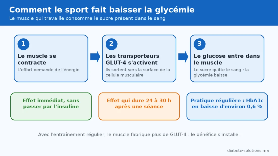 Exemple de semaine d’activité physique adaptée au diabète : marche rapide, vélo, natation, renforcement musculaire et repos actif.