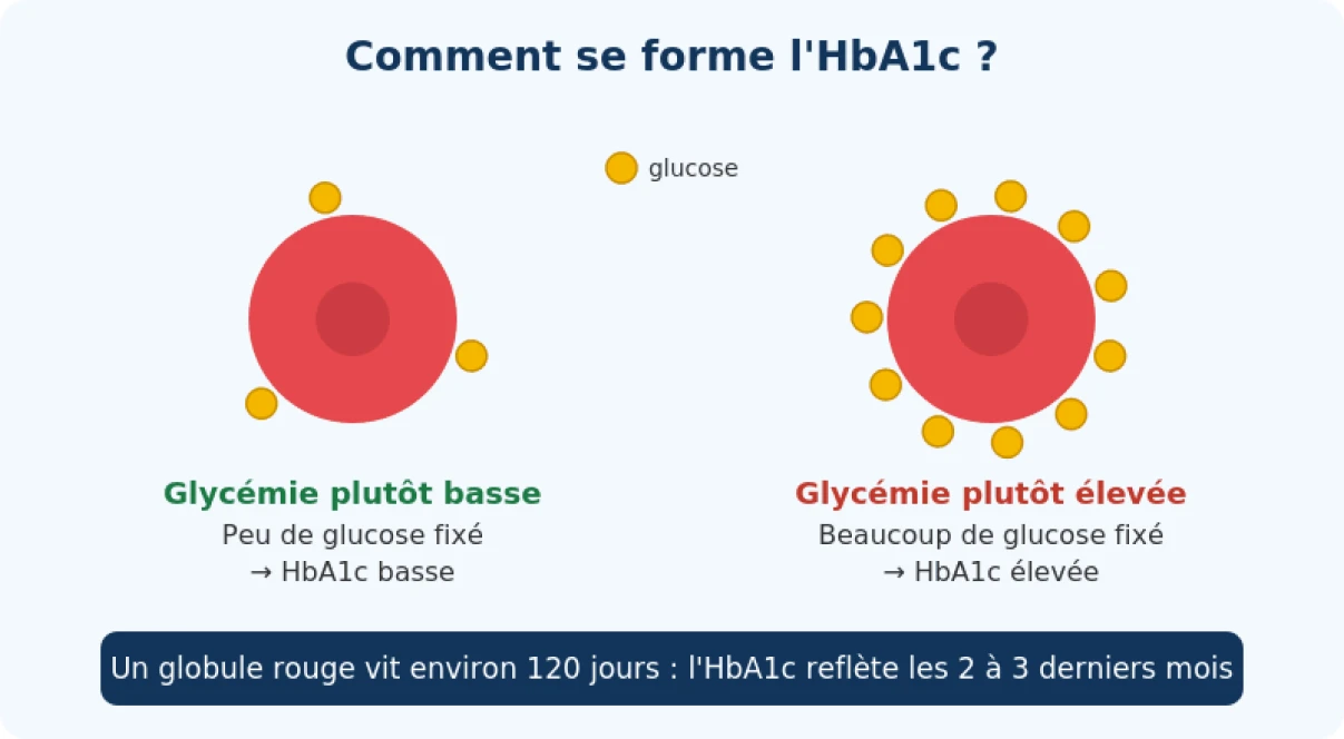 Schéma expliquant comment le glucose se fixe sur l'hémoglobine : plus la glycémie est élevée, plus l'HbA1c est élevée