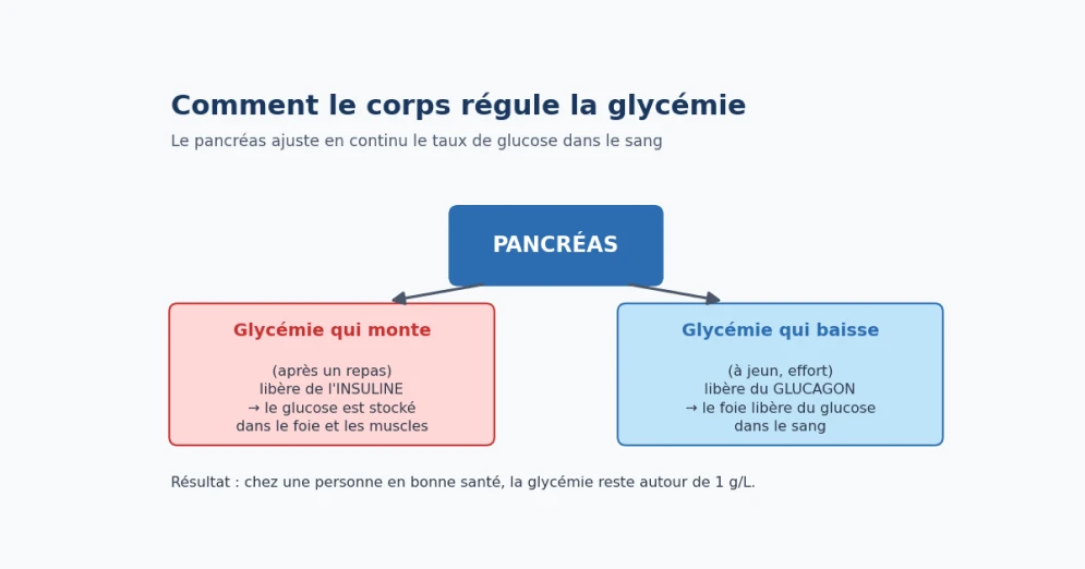 Tableau illustré des taux de glycémie à jeun : hypoglycémie, normale, prédiabète et diabète