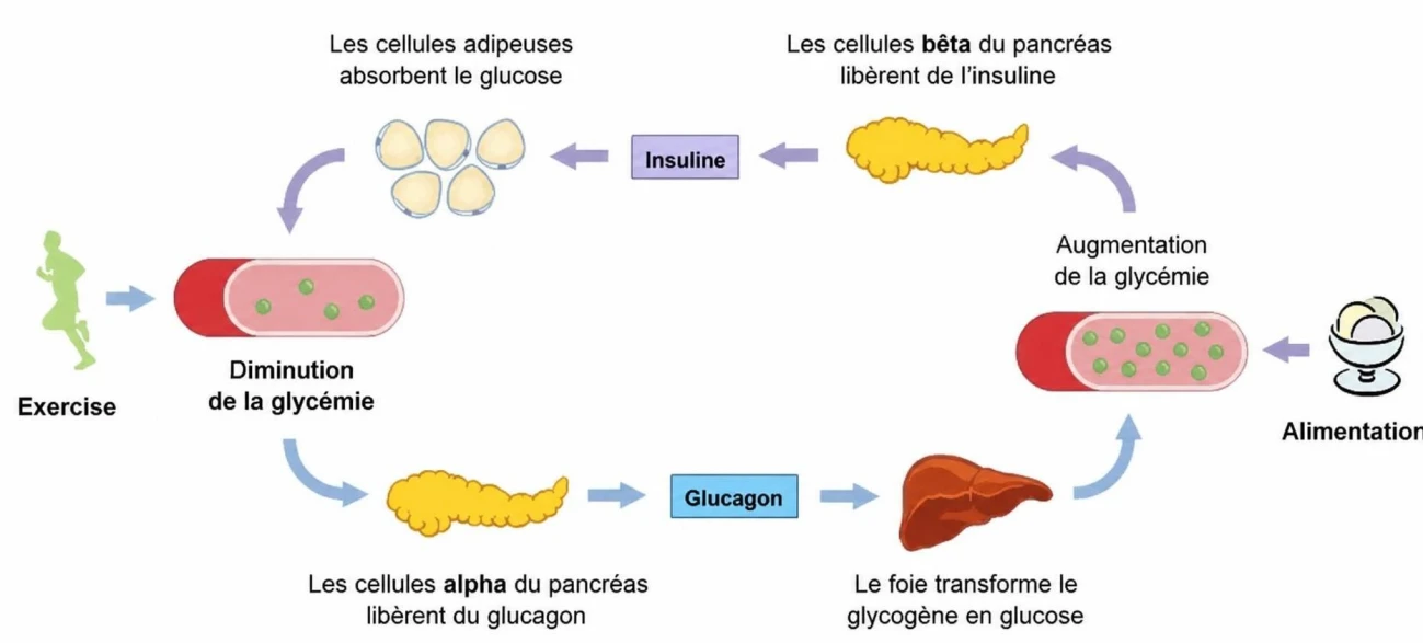 Schéma du fonctionnement du corps pendant le jeûne du Ramadan avec un diabète : glycogène du foie, insuline et glycémie